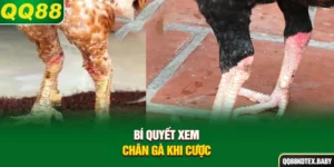 Bí quyết xem chân gà khi cược