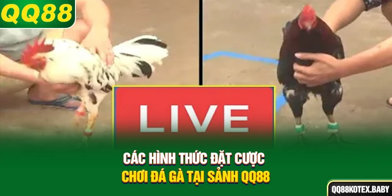 Các hình thức đặt cược chơi đá gà tại sảnh QQ88