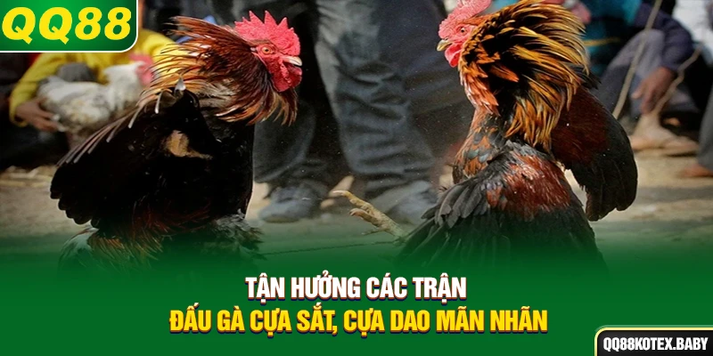 Tận hưởng các trận đấu gà cựa sắt, cựa dao mãn nhãn