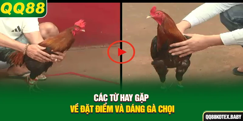 Các từ hay gặp về đặt điểm và dáng gà chọi