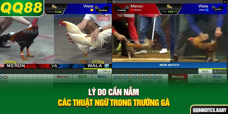 Lý do cần nắm các thuật ngữ trong trường gà