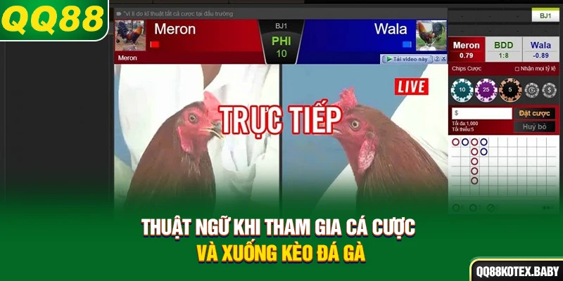 Thuật ngữ khi tham gia cá cược và xuống kèo đá gà