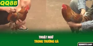 Thuật ngữ trong trường gà