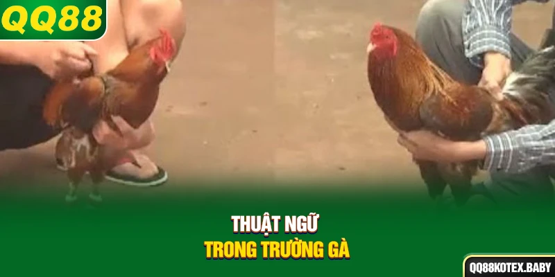 Thuật ngữ trong trường gà